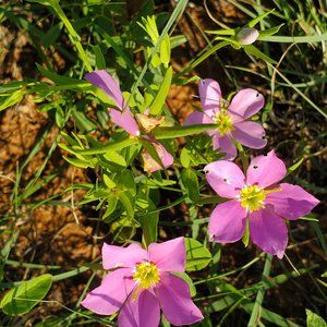 Meet your Posher, Jessamie